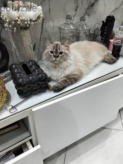 سكوتش