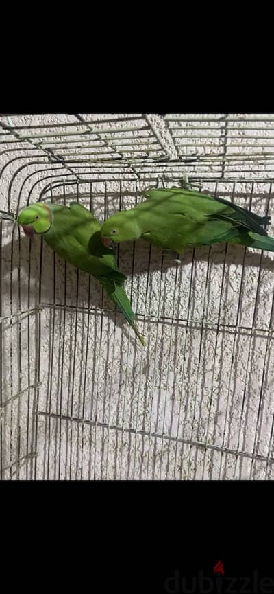 زوج دره هندي منتج
