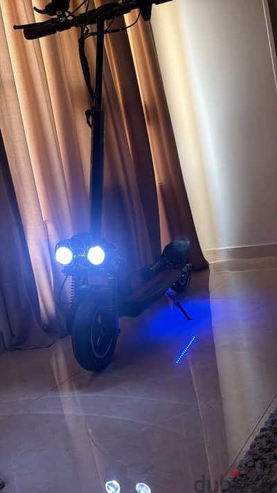 scoter