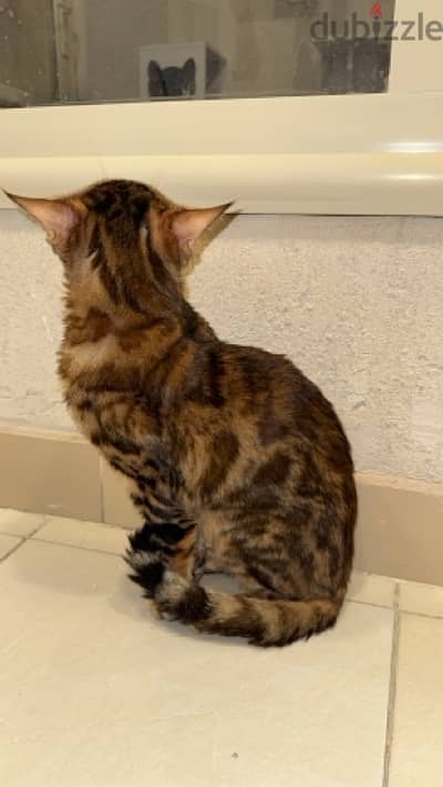 bengal cat for sale