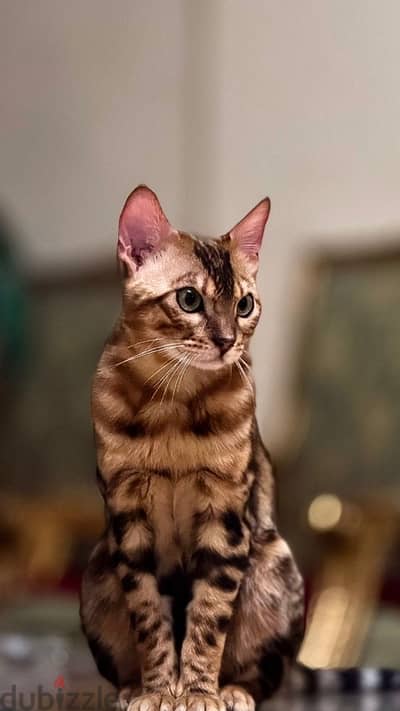 bengal cat for sale
