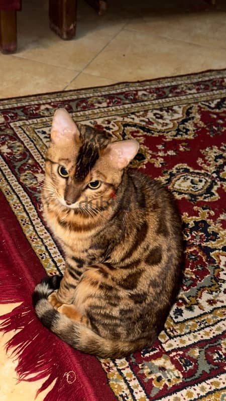 bengal cat for sale 2