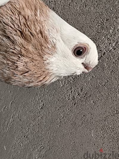 نتايه صافي