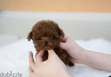 Poodle teacup بوديل تي كب