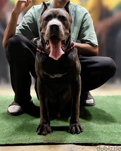 Cane corso