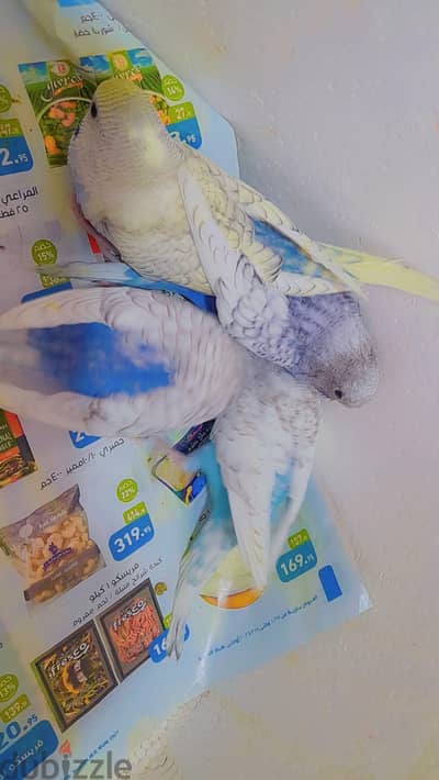 عصافير زغاليل اسبانجل سنجل فاكتور