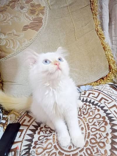 قطه همالايا اورنج