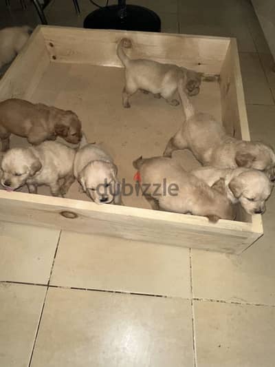 Pure golden puppies