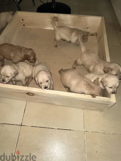 Pure golden puppies