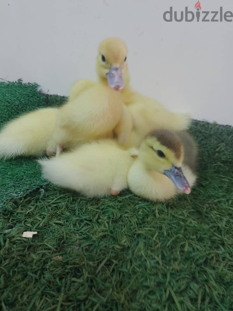 بط مسكوفى 1