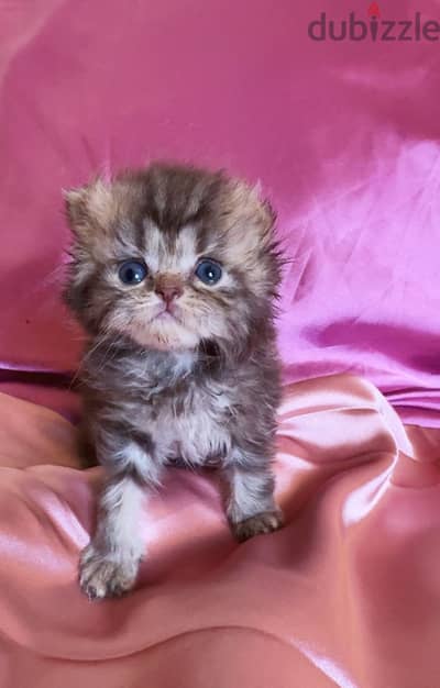 Cat for sale