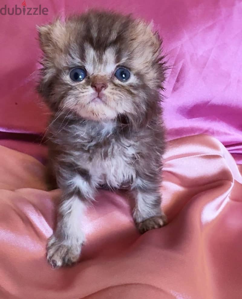 Cat for sale 1