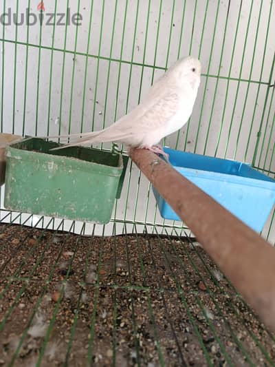 نتايه انصاص احجام ممتازه بنت انجليزي