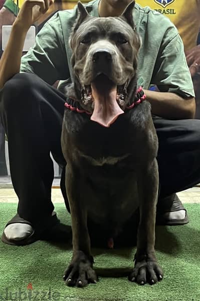 Cane corso