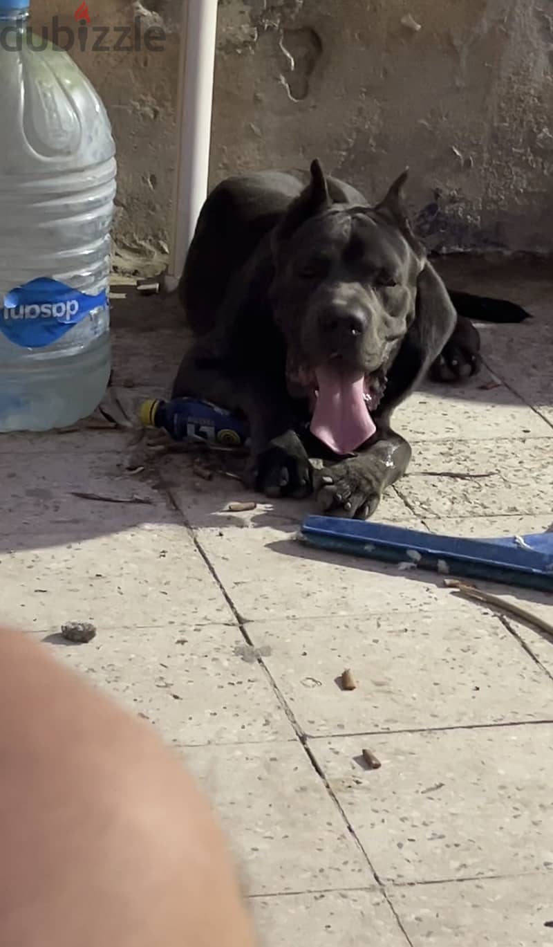 Cane corso 1