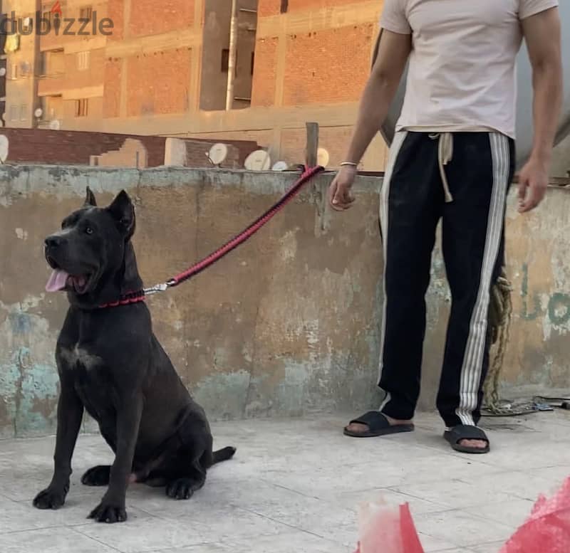 Cane corso 2