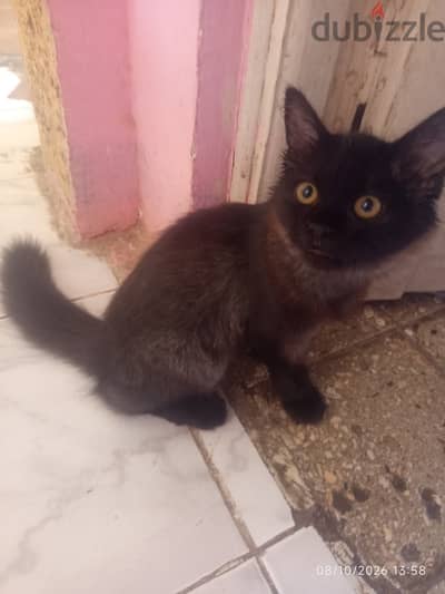 Cat for sell