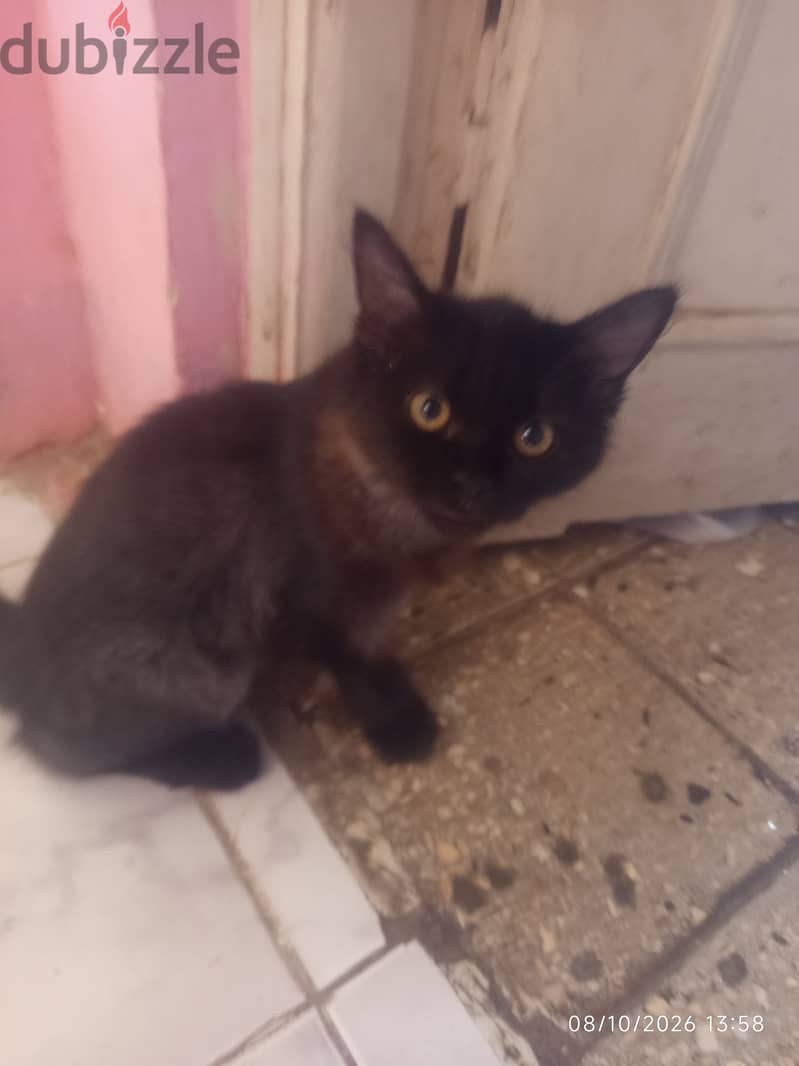 Cat for sell 1
