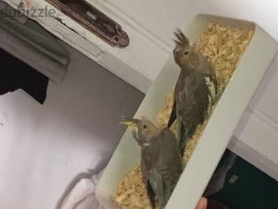 Cockatiel