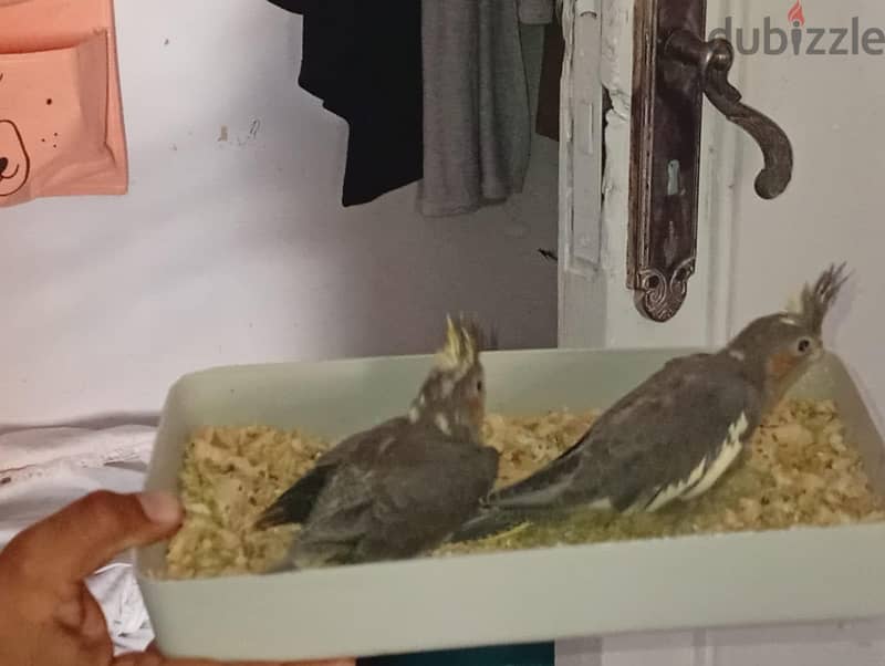 Cockatiel 1