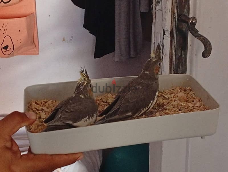 Cockatiel 2