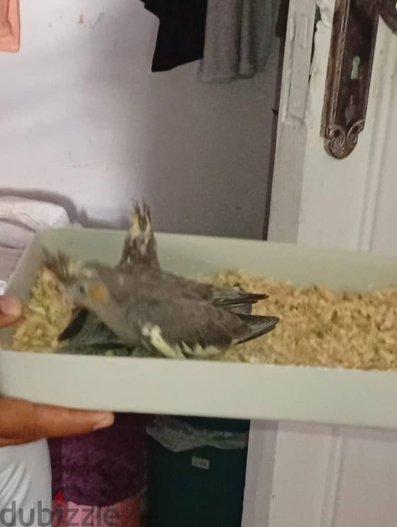 Cockatiel 3