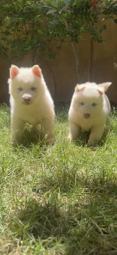 Pure Husky puppies جراوي هاسكي بالتجمع الاول
