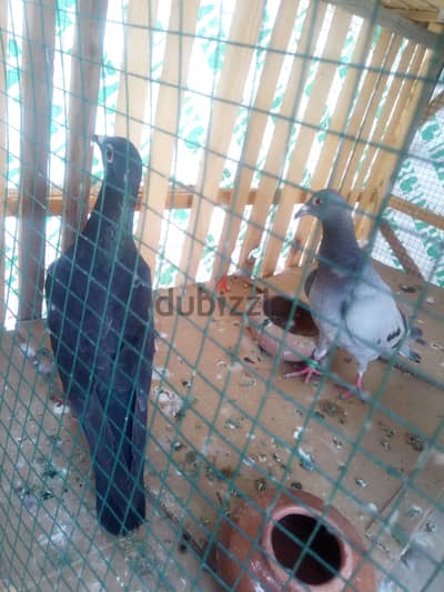 السلام عليكم ورحمه الله وبركاته اي حد عايز مستلزمات طيور من المطرية