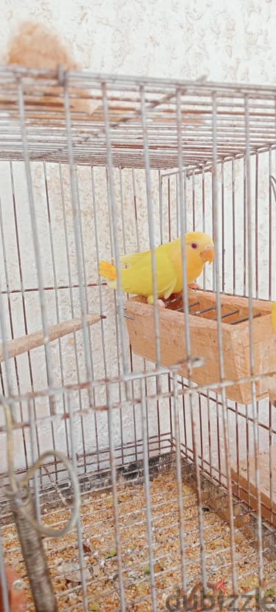 شبابات روز اوبلاين اورانج