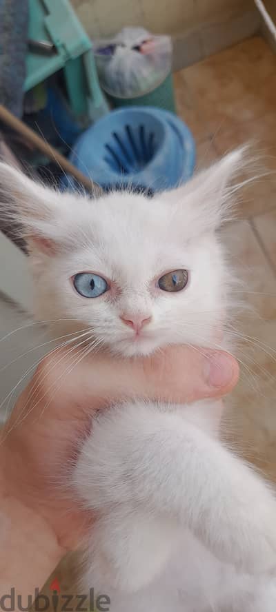 Odd-Eyed White Male Kitten – Bi-Color Ragdolls x Shirazi