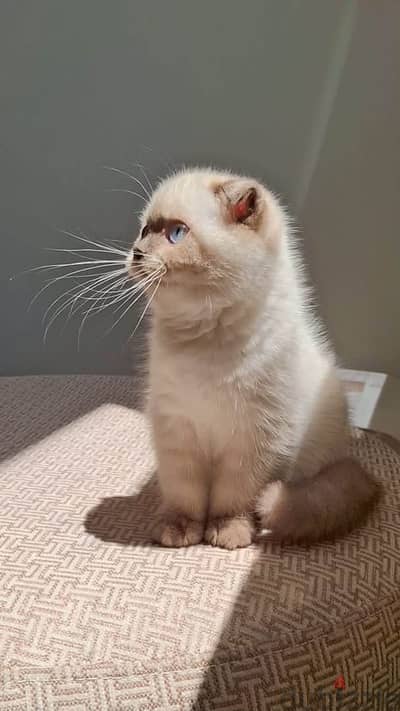 Scottish fold