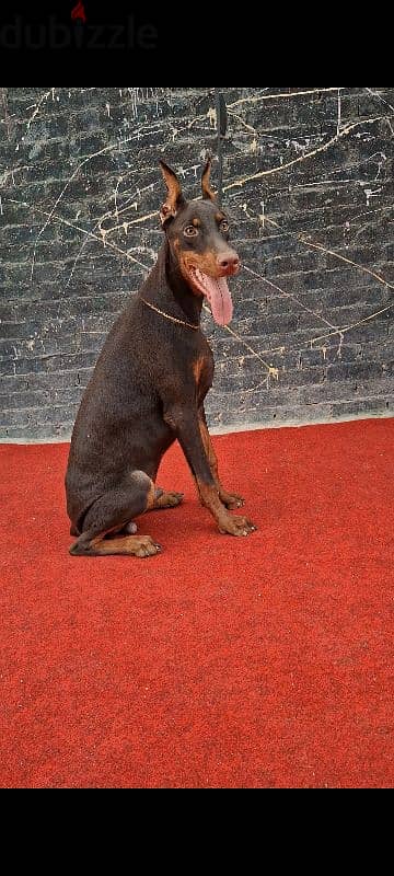 دوبر مان دكر Doberman male