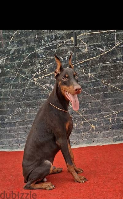 دوبر مان دكر Doberman male
