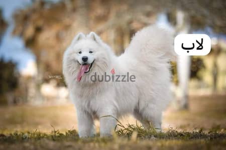ذكر ساموايد للبيع