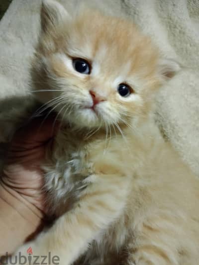 قط شيرازي بريطاني