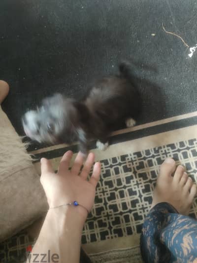 جريفون بنت