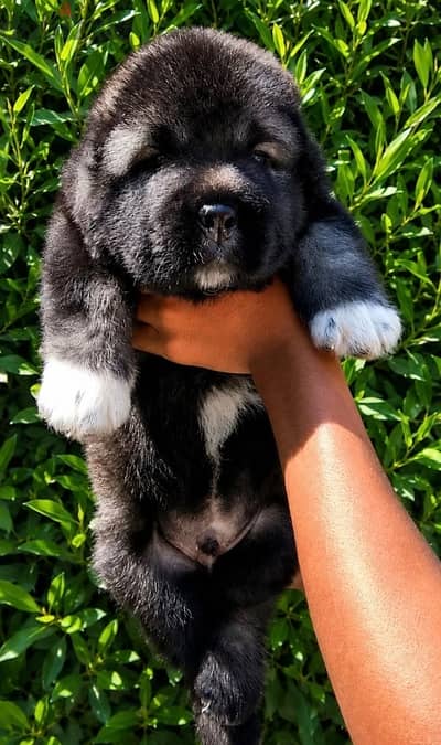 Caucasian shepherd super boy