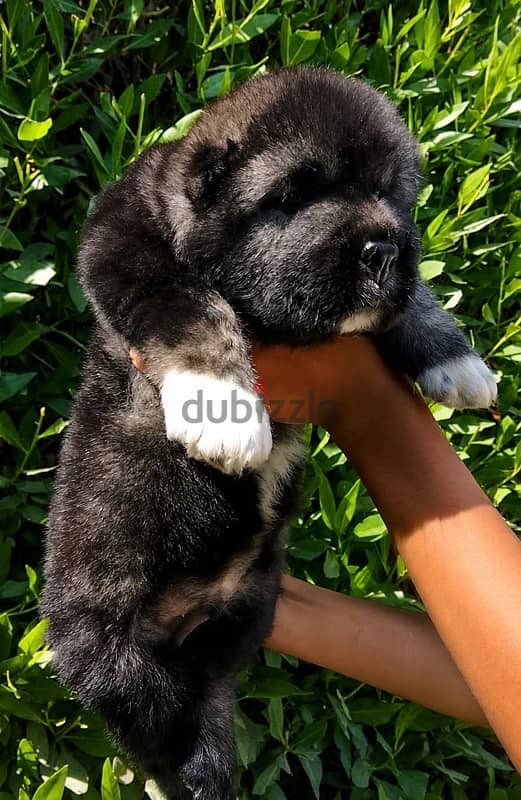 Caucasian shepherd super boy 1