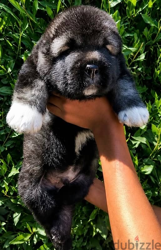 Caucasian shepherd super boy 2