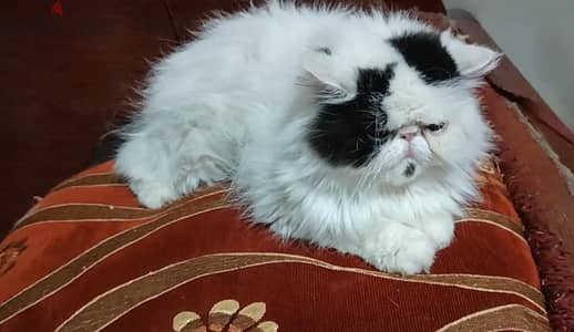بنوته عمر سنه وشهرين