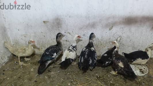 وز وبط