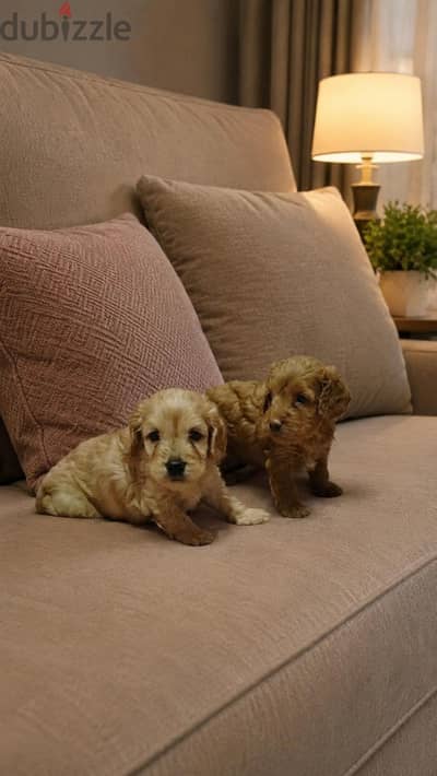 Male Cockapoo puppy