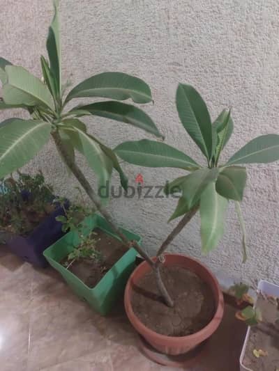 ياسمين هندى
