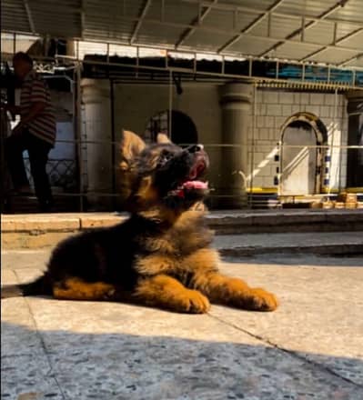 german shepherd show line
