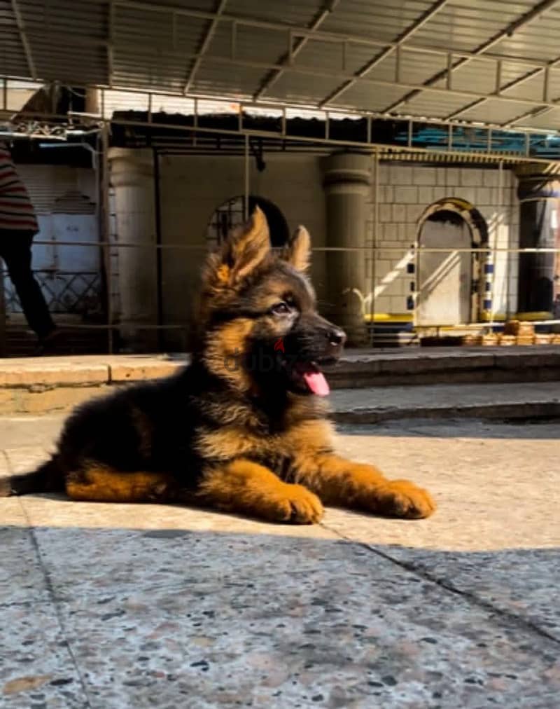 german shepherd show line 1
