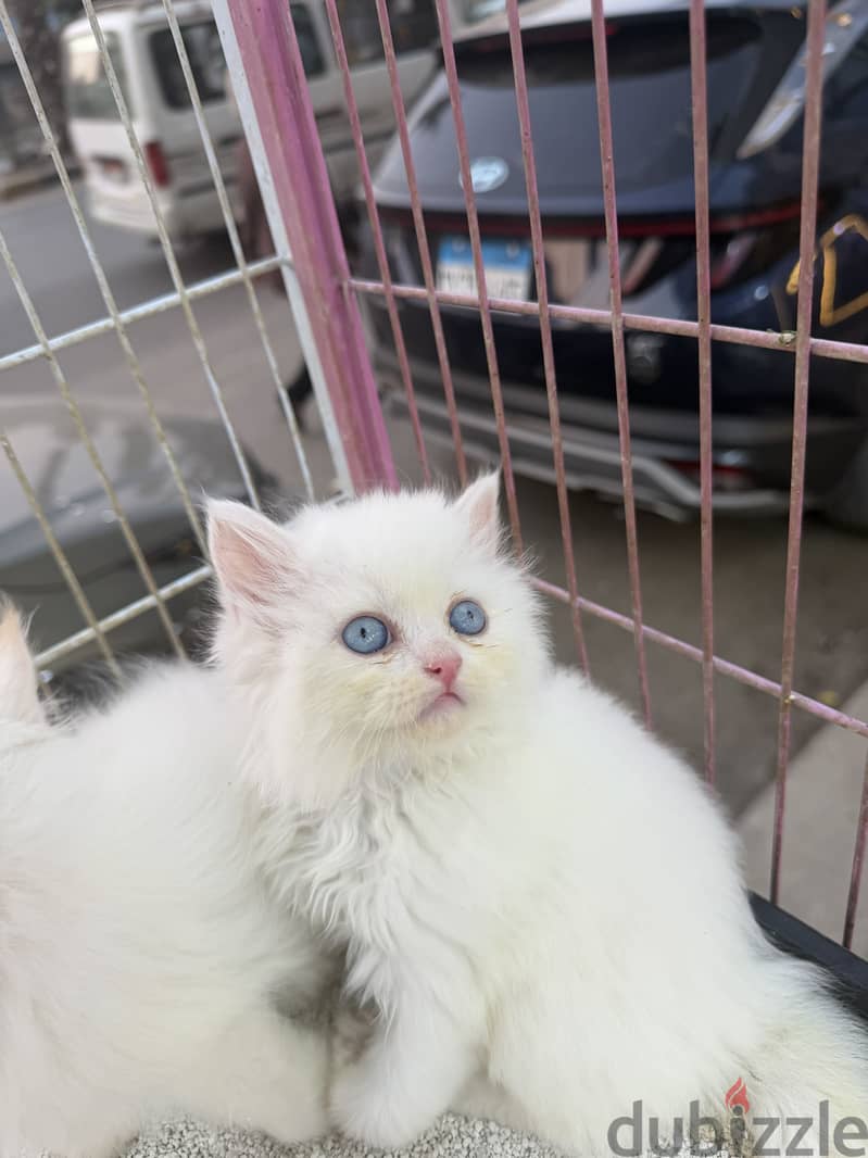 Simba pets 1