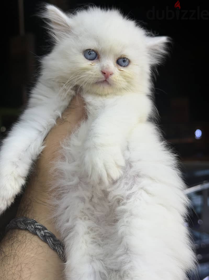 Simba pets 2