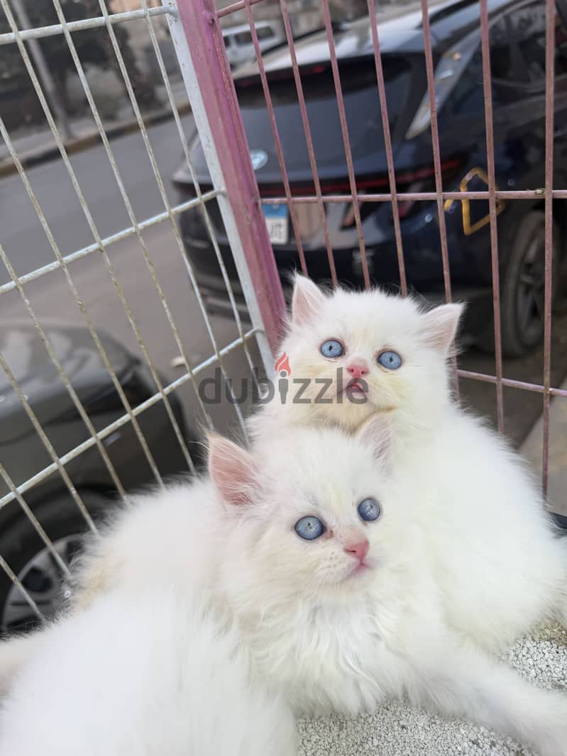 Simba pets 4