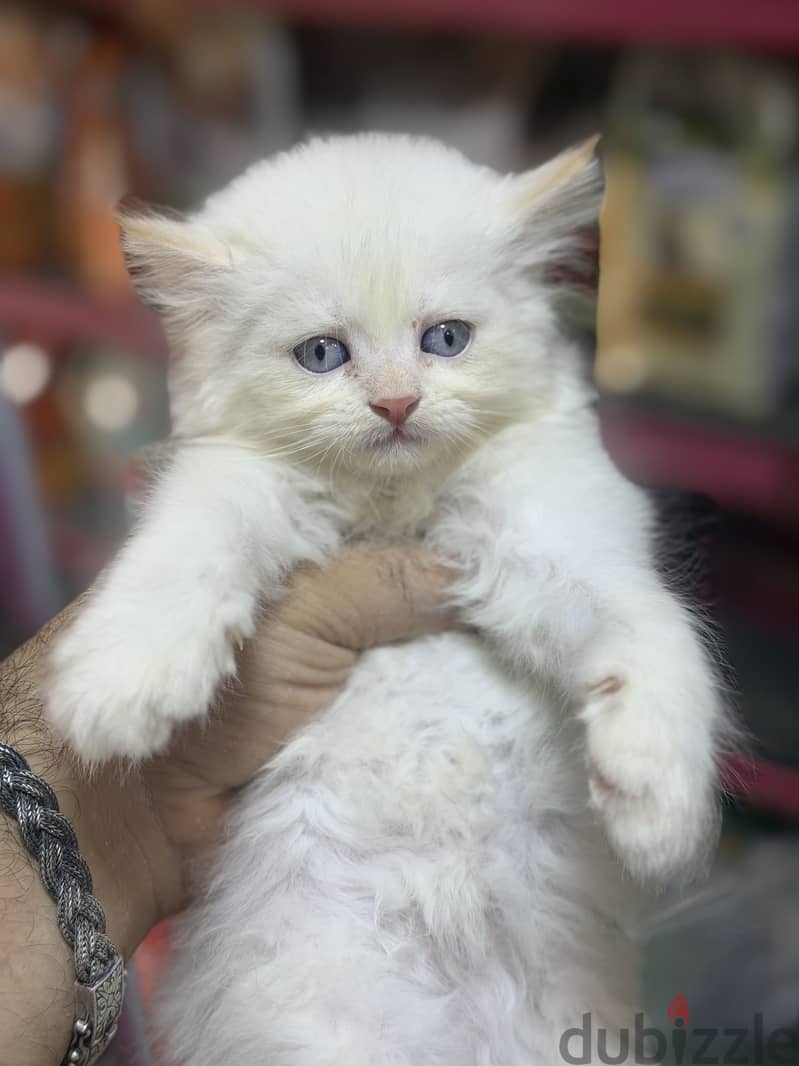 Simba pets 5