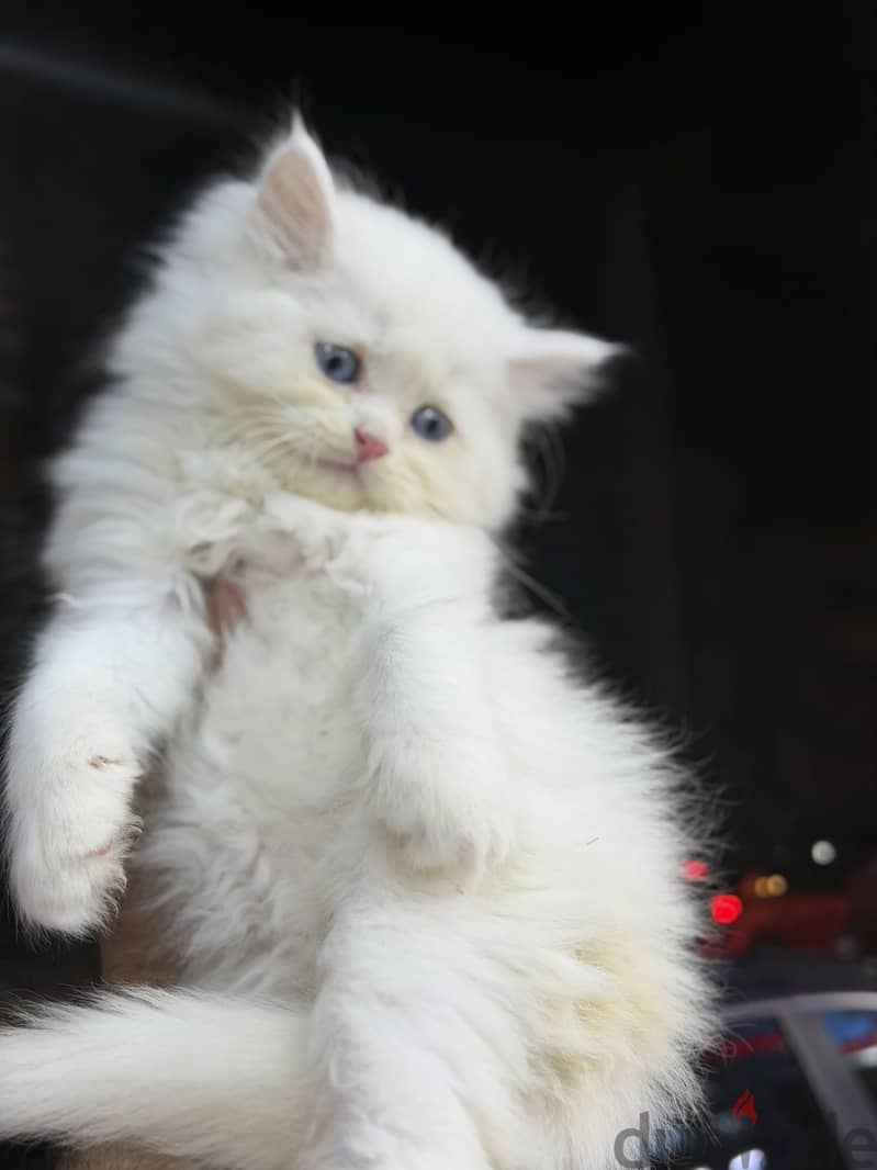 Simba pets 6